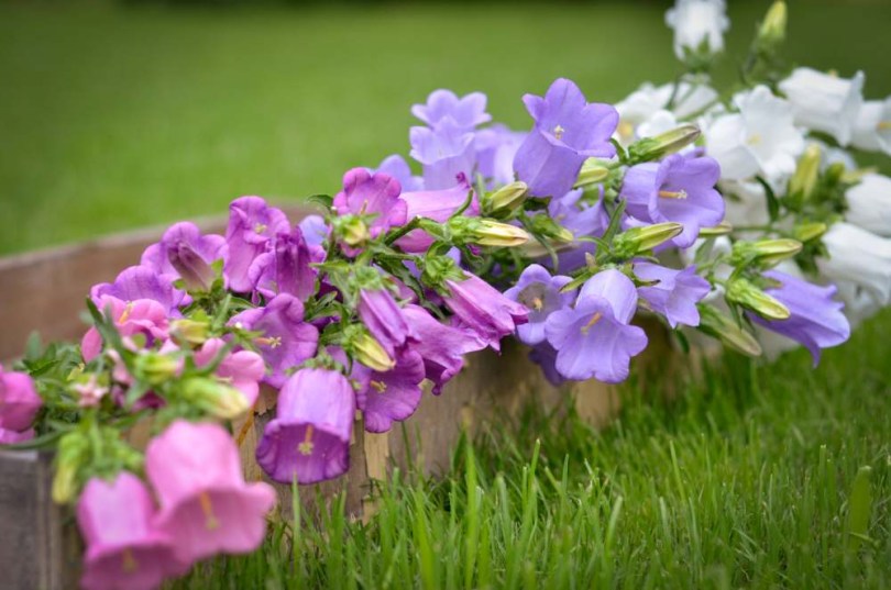 Canterbury harangvirág - Campanula medium, Campanula medium, ehető virág
